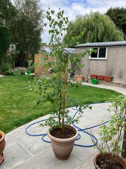 Photo of free Silver birch tree in pot, approx 6 foot, 3 years old. (Cookridge LS16) #1