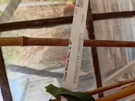 Photo of free Grape vine (Handsworth S13) #1