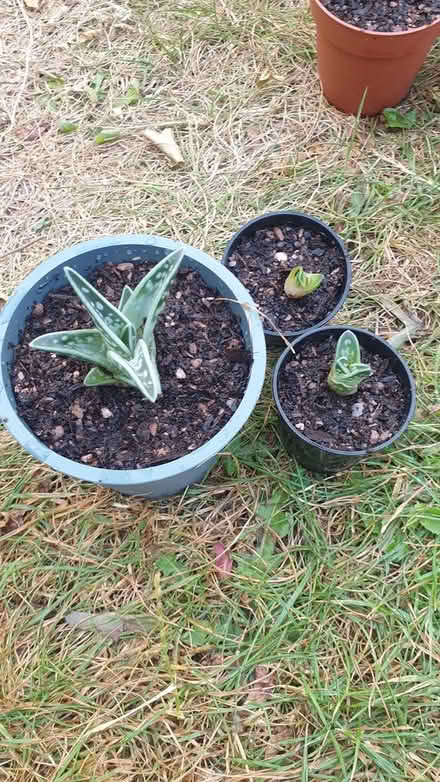 Photo of free House plants succulents (Paignton TQ3) #2