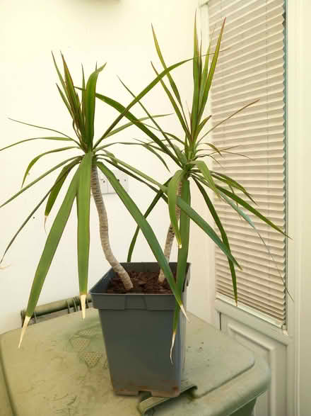 Photo of free Dragon Tree (Hampton CT6) #1