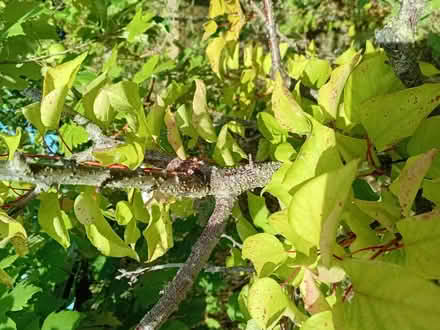 Photo of free Apricot tree (Handsworth S13) #2