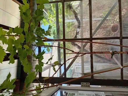 Photo of free Grape vine (Handsworth S13) #3