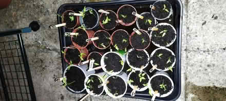 Photo of free Chilli plants and mini pepper plants (Bobblestock HR4) #2