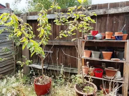 Photo of free 2 male and female dwarf cherry trees (Pinehurst SN2) #1