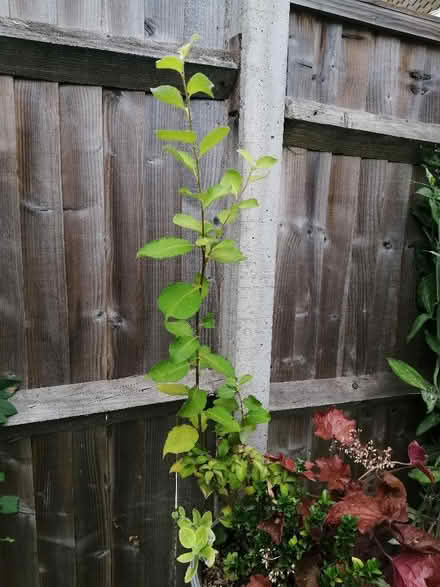Photo of free Goat/pussy willow (Rainham Mark ME8) #2
