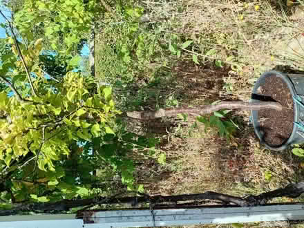 Photo of free Apricot tree (Handsworth S13) #4