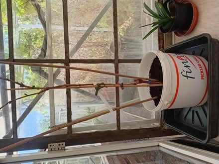 Photo of free Grape vine (Handsworth S13) #2