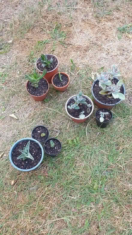 Photo of free House plants succulents (Paignton TQ3) #1