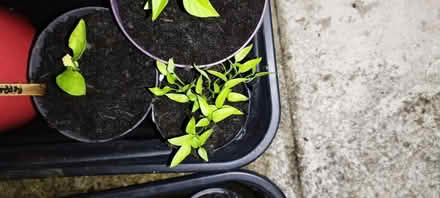 Photo of free Chilli plants and mini pepper plants (Bobblestock HR4) #1