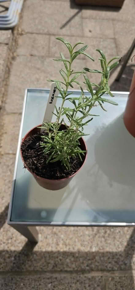 Photo of free Rosemary plant (HP13 near railway station) #1