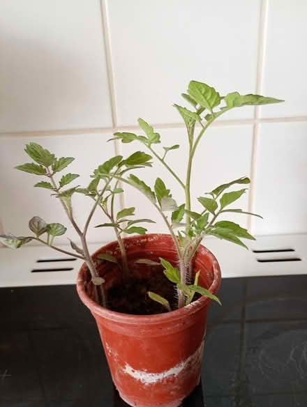 Photo of free Tomato plants (Cowley Oxford) #1