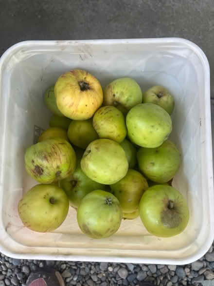 Photo of free More Gravenstein apples (Lake City/Meadowbrook) #1