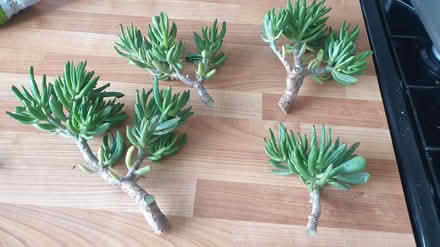 Photo of free Plant crassula ovata druce (Paignton TQ3) #1
