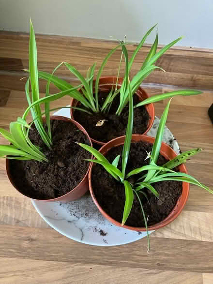 Photo of free X5 baby spider plants (Newmachar AB21) #1