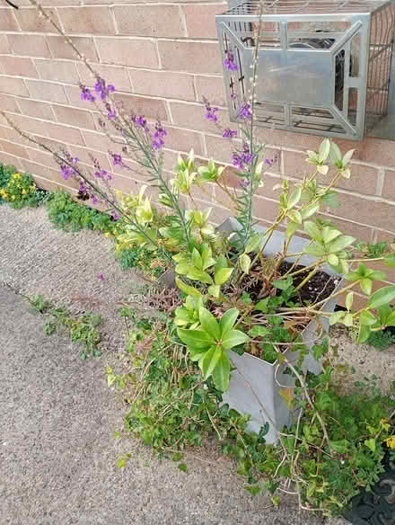 Photo of free Two plant pots (Cowley Oxford) #1