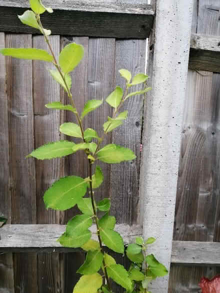 Photo of free Goat/pussy willow (Rainham Mark ME8) #1