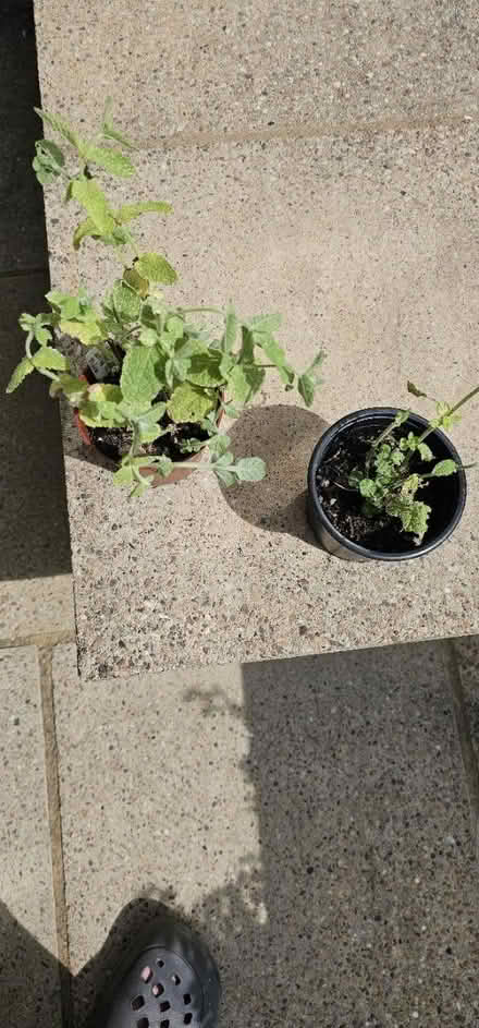 Photo of free Apple mint plant (HP13 near railway station) #1