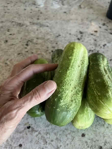 Photo of free coming soon! pickling cukes (east and south of Longmont) #1
