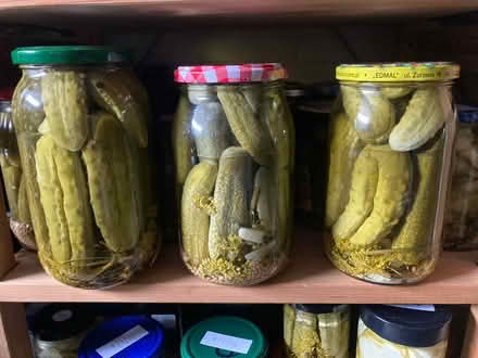 Photo of free Gherkins (pick then pickle) (Panshanger AL7) #1