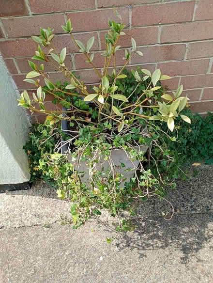 Photo of free Two plant pots (Cowley Oxford) #2