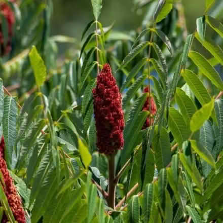 Photo of Fruit from sumac tree (Bath, England BA2) #1