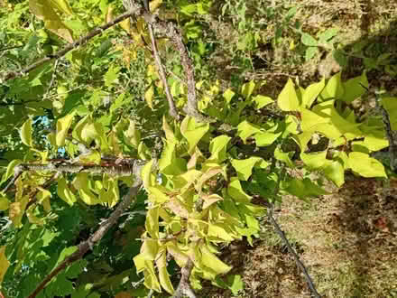 Photo of free Apricot tree (Handsworth S13) #1
