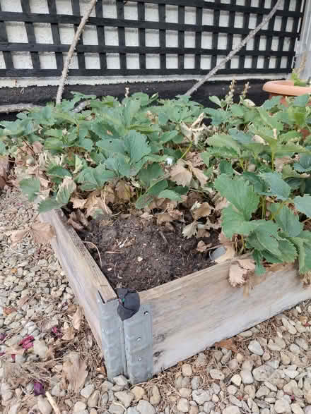 Photo of free Strawberry plants (with raised bed) (Northway OX3) #1