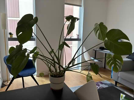 Photo of free Monstera Deliciosa (house plant) (White City W12) #1