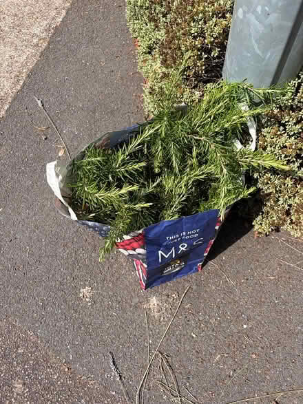 Photo of free Rosemary pruned 24th July (SG4 hitchin) #1