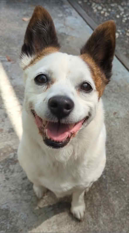 Photo of Dog house- in good condition (Cupertino, CA 95014) #1