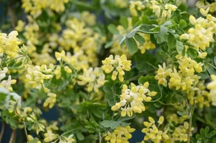 Photo of free Coronilla Seedlings - Evergreen Shrub, Yellow Winter Flowers (Ramsgate CT11) #1