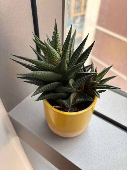 Photo of free Small succulent (White City W12) #1