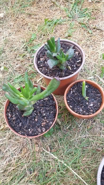 Photo of free House plants succulents (Paignton TQ3) #3