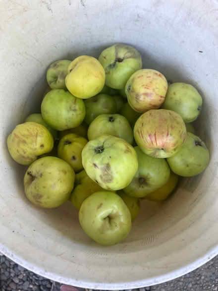Photo of free More Gravenstein apples (Lake City/Meadowbrook) #2