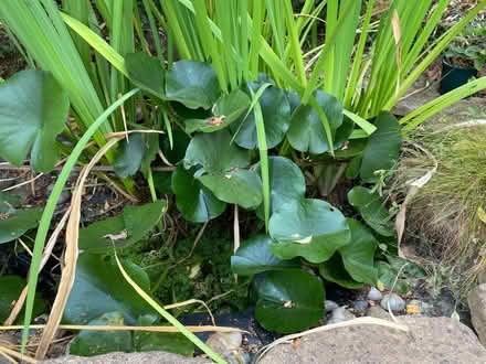 Photo of free Water lilies (Seaside BN22) #1