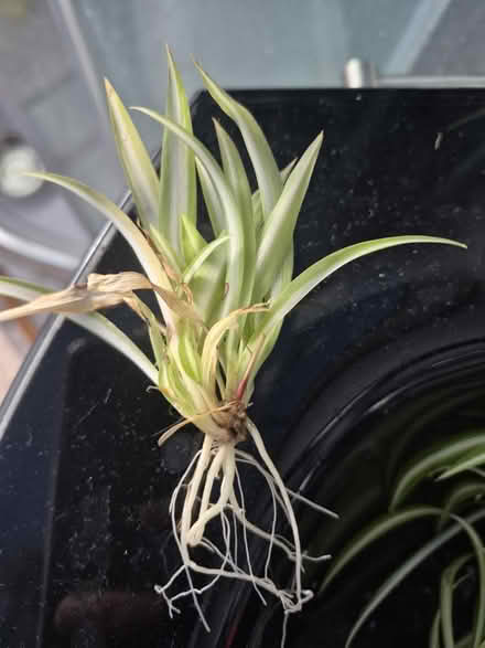 Photo of free Spider plants rooted (Bath, BA1) #3
