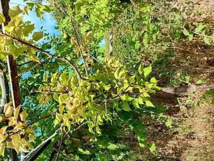 Photo of free Apricot tree (Handsworth S13) #3