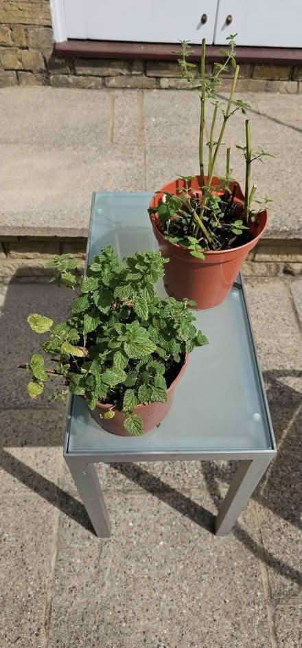 Photo of free Lemon balm plant (HP13 near railway station) #1