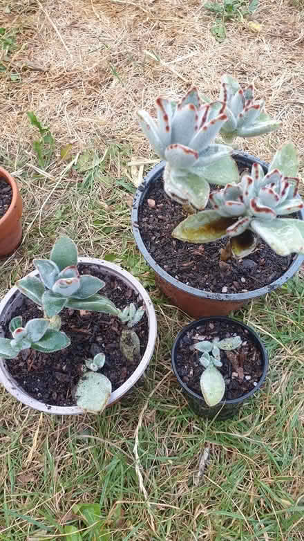 Photo of free House plants succulents (Paignton TQ3) #4