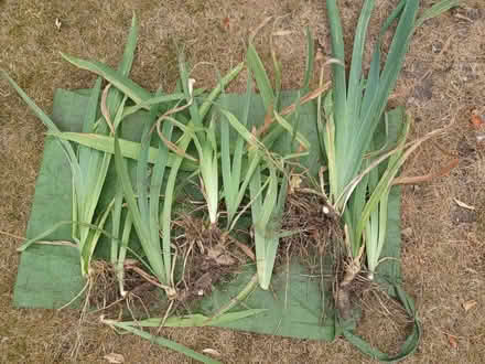 Photo of free Bearded iris bulbs (New Catton NR3) #1