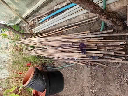 Photo of free Bamboo canes (Handsworth S13) #1