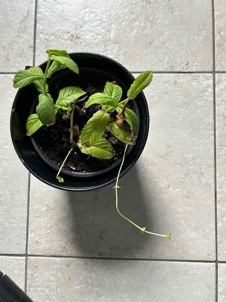 Photo of free Mint plants (Crestview) #1