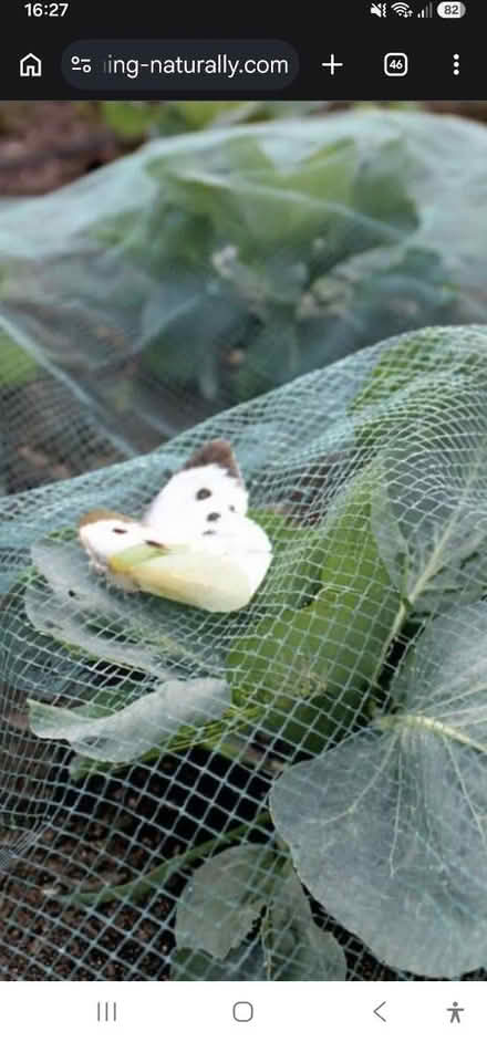 Photo of 5-7mm butterfly netting (Cheltenham GL51) #1
