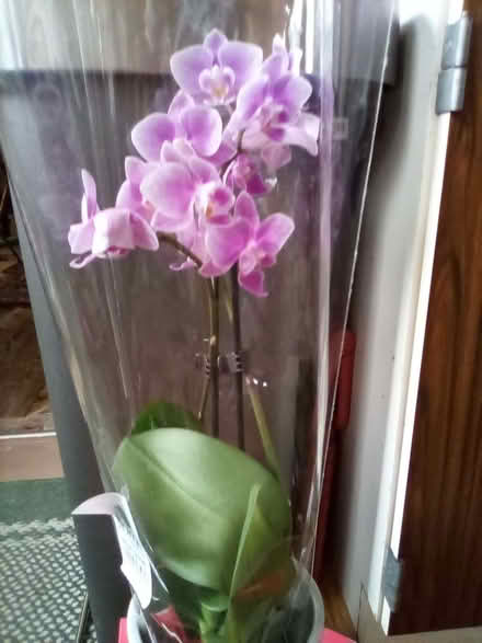 Photo of free Orchid plant (Riverside FK8) #1