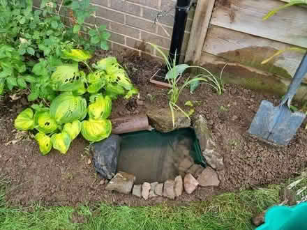 Photo of Marginal plants for VERY small pond (Knighton LD7) #1
