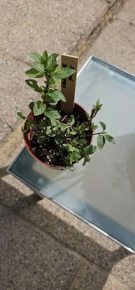 Photo of free Chocolate mint plant (HP13 near railway station) #1