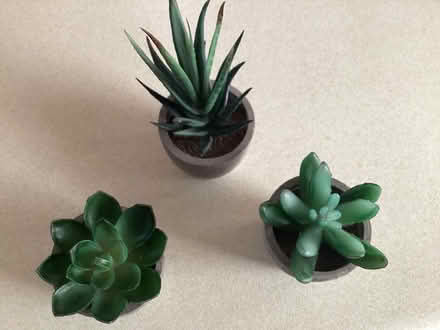 Photo of free 3 small faux cactus (Bearwood BH11) #2