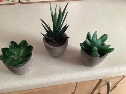 Photo of free 3 small faux cactus (Bearwood BH11) #1