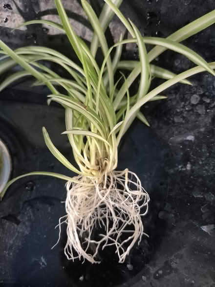 Photo of free Spider plants rooted (Bath, BA1) #1