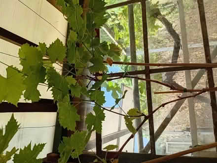 Photo of free Grape vine (Handsworth S13) #4